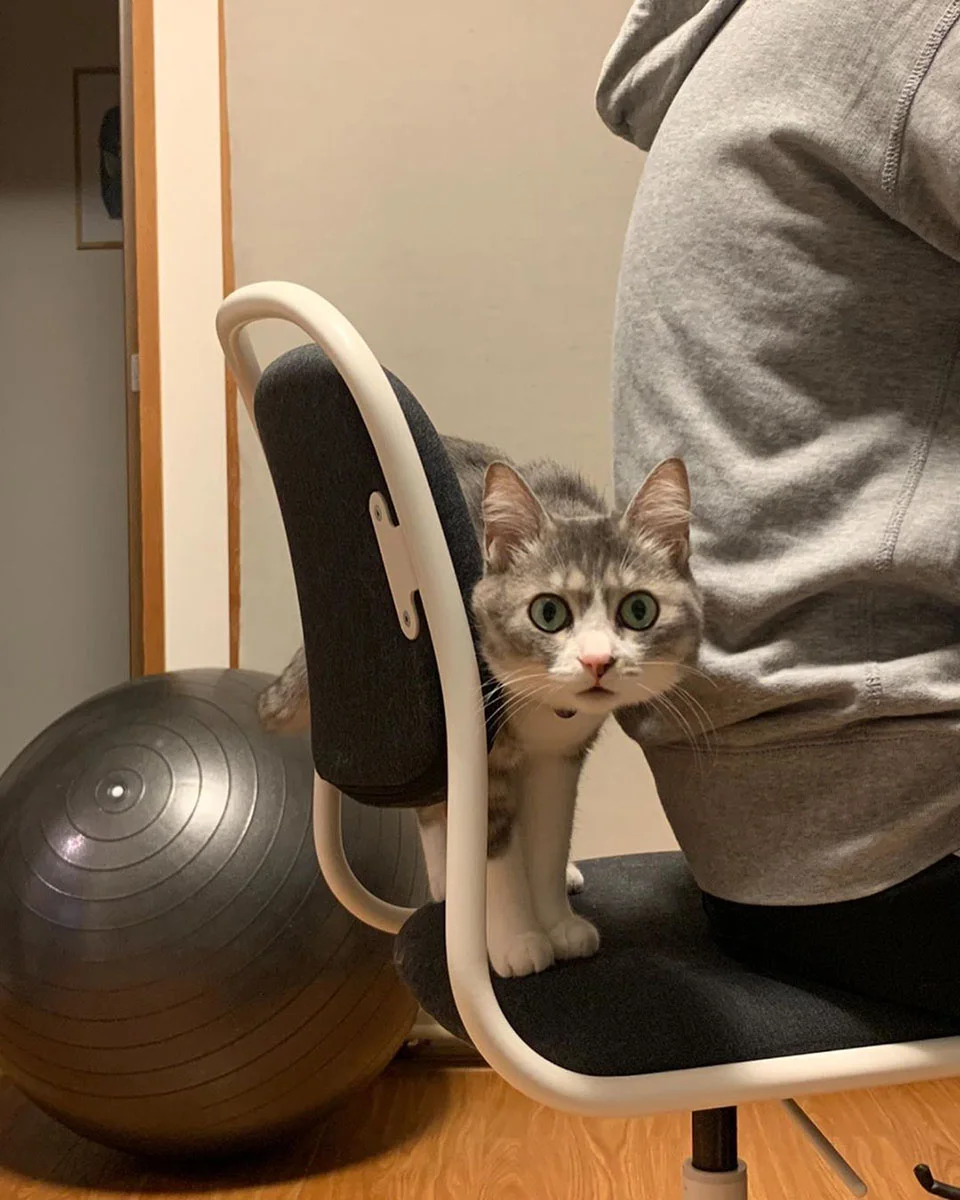 la silla del gato