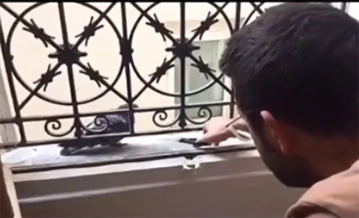 paloma y hombre se hacen amigos