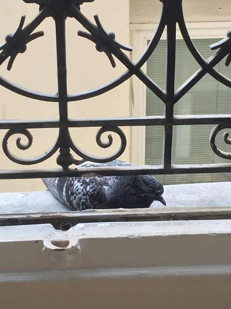 paloma se hace amiga de un hombre