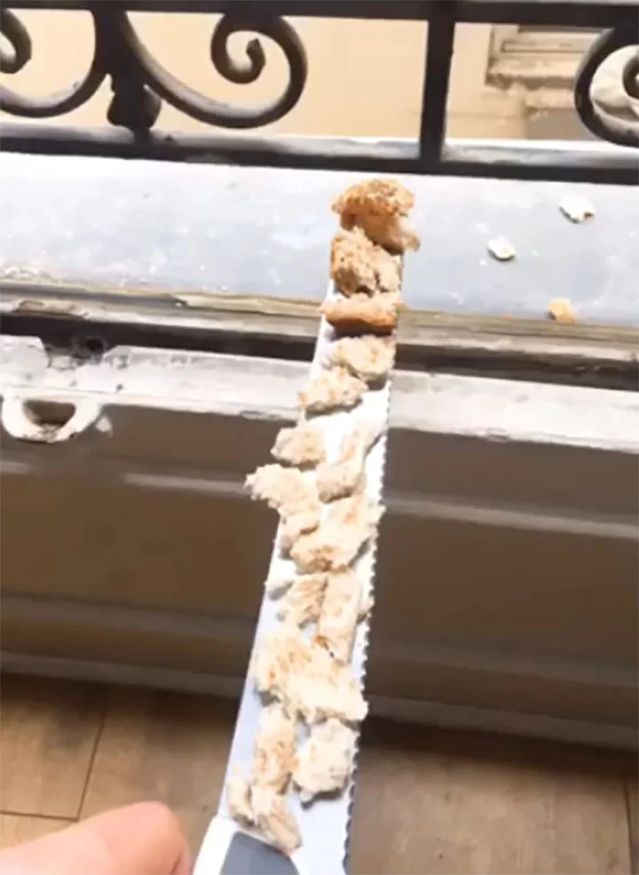 paloma visita a hombre en su ventana