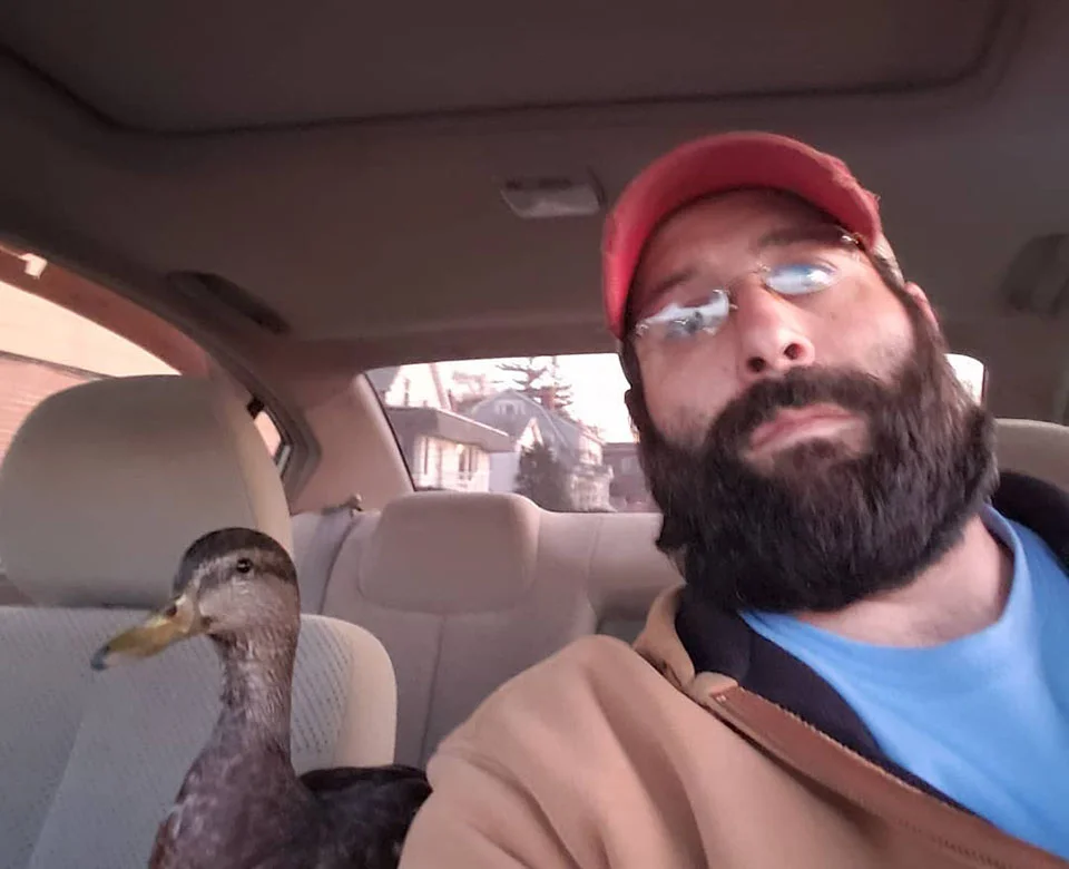 pato en el auto