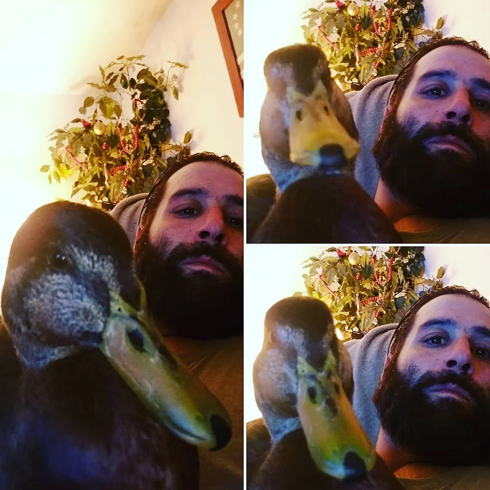 pato junto a su amigo