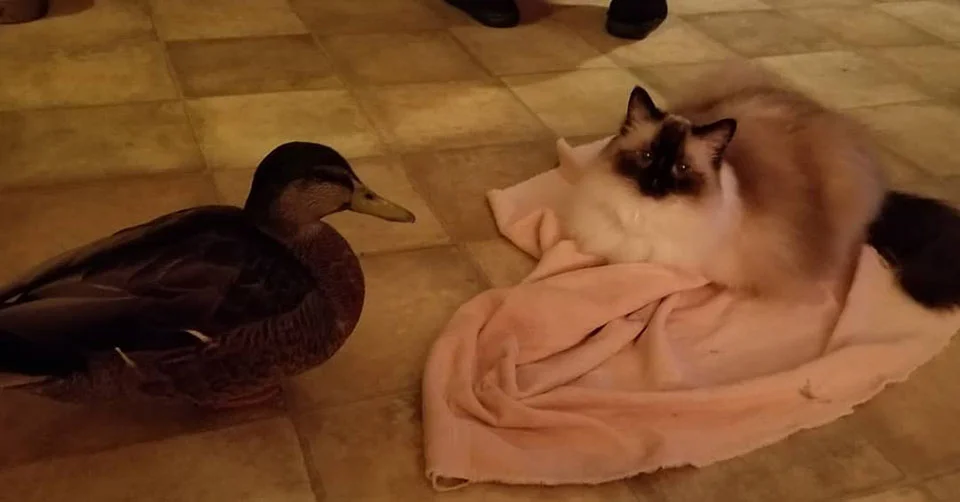 pato junto al gato