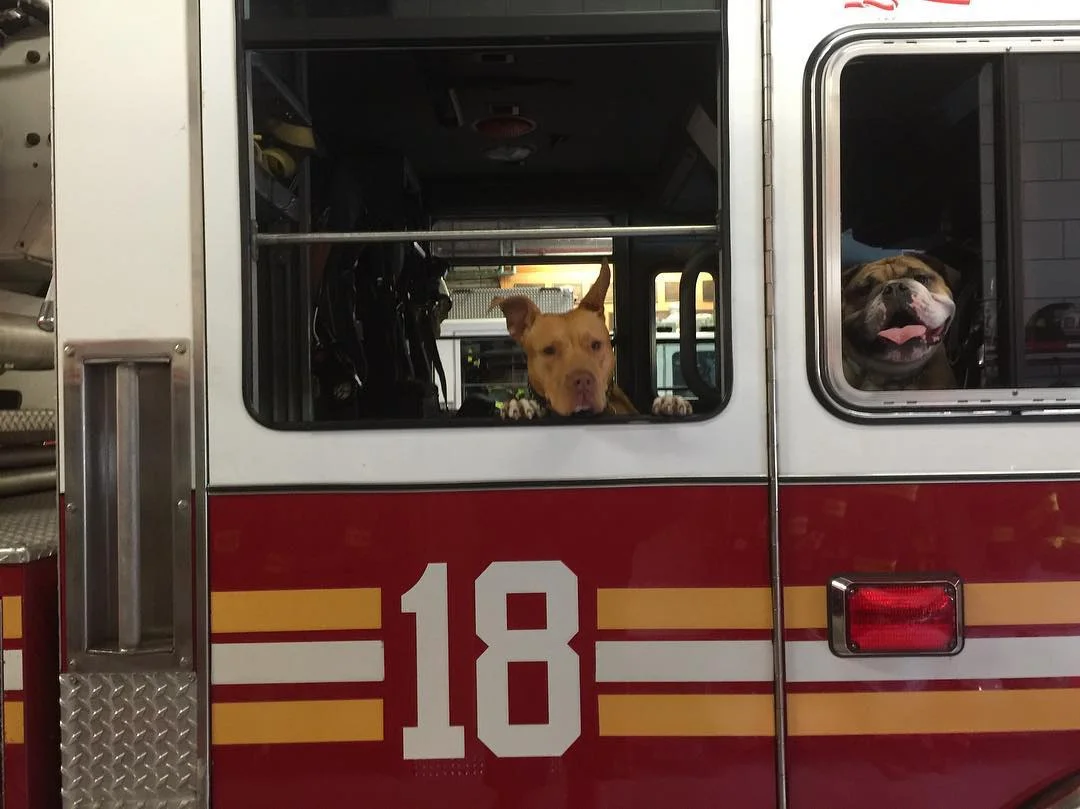 perrita abandonada encuentra hogar en los bomberos