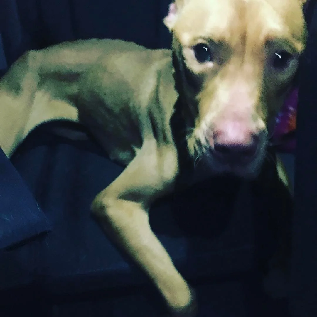 perrita abandonada es adoptada por bomberos de NY