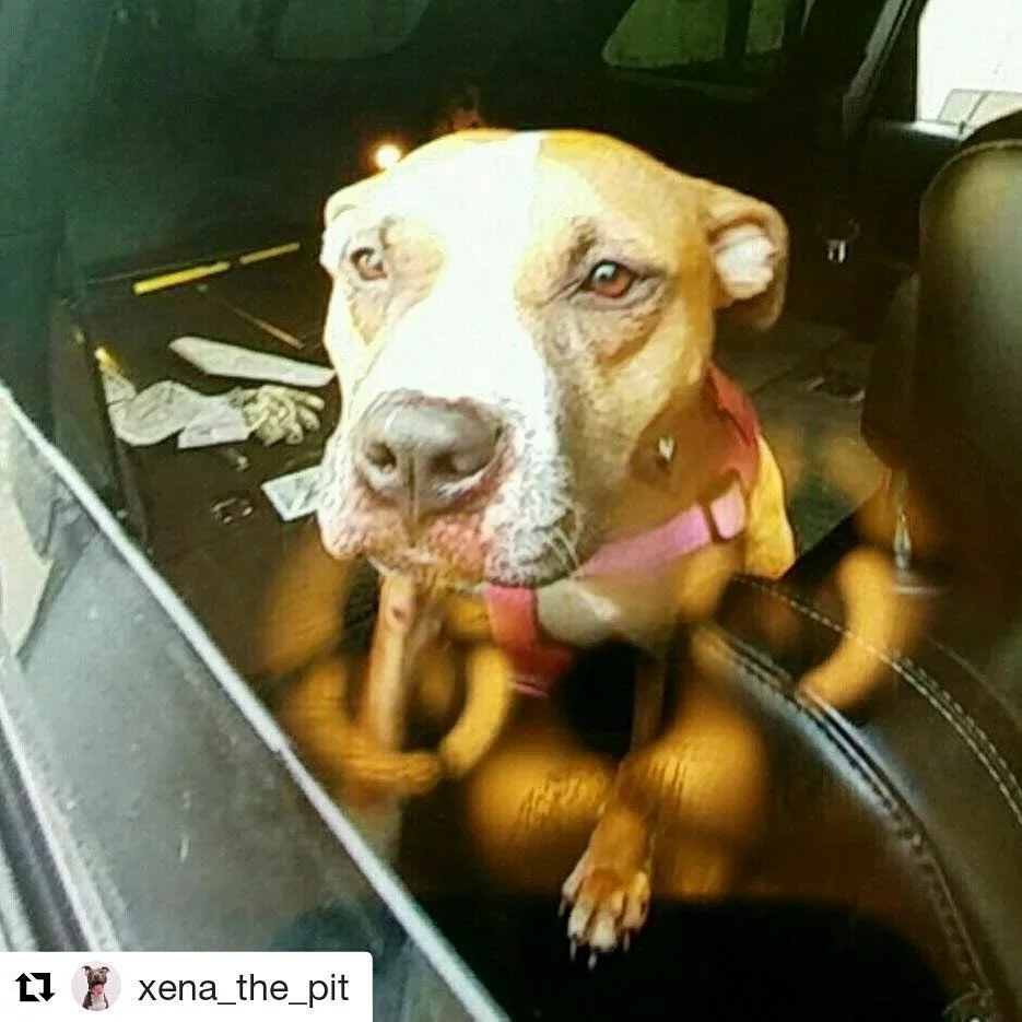perrita rescatada