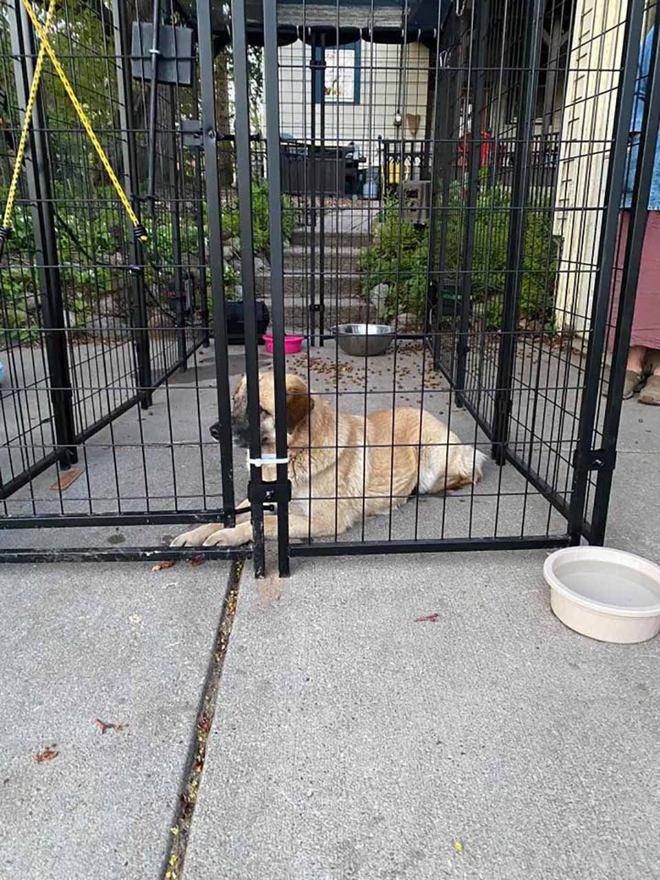 perrito en una jaula