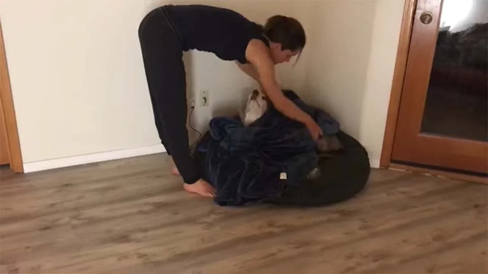 perro disfruta que mamá le acueste