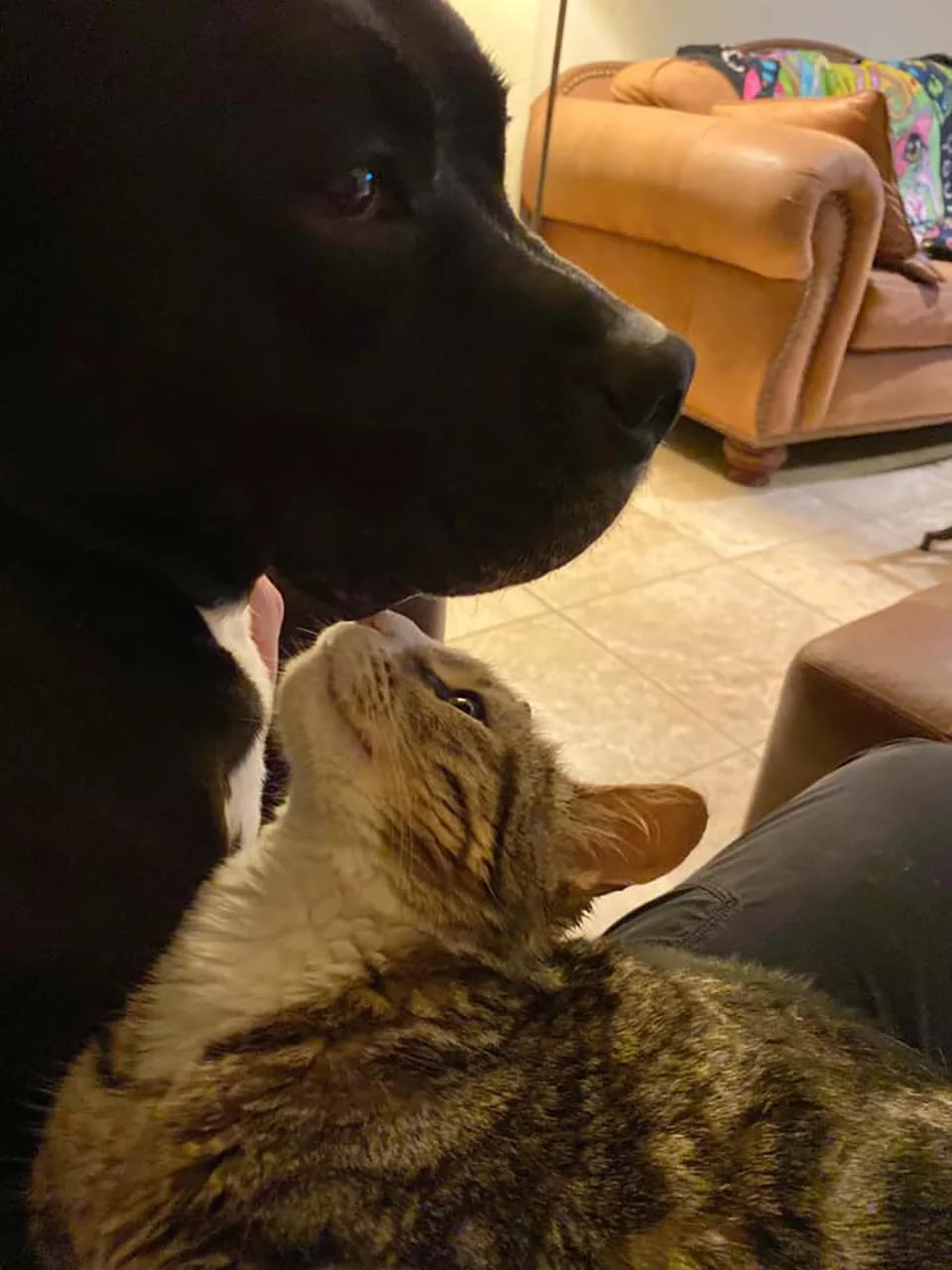 Perro y gatito
