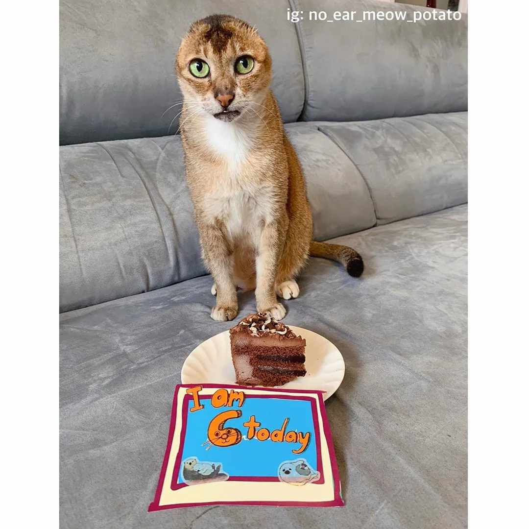 gato sin orejascelebra su cumpleaños