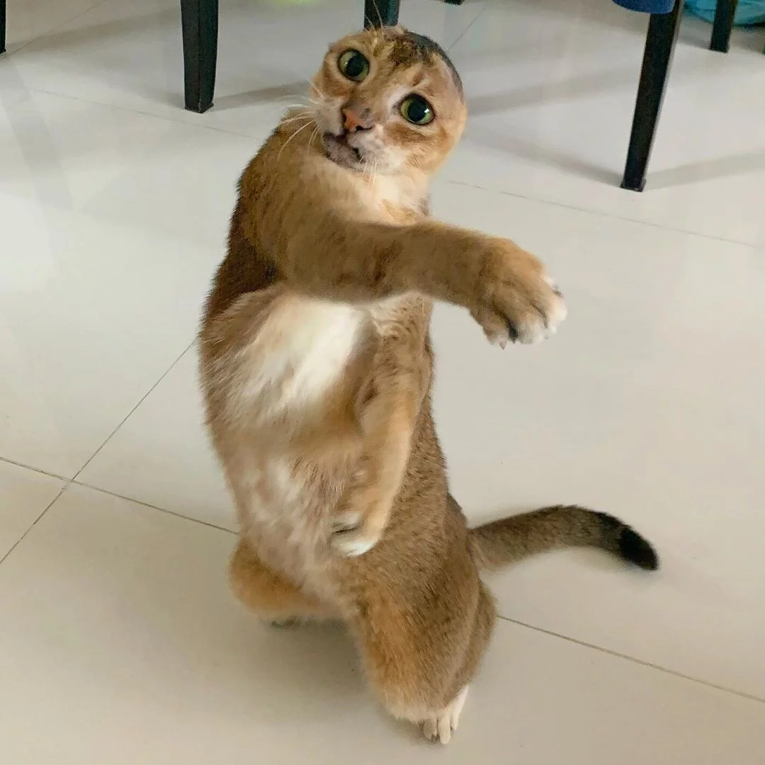 tierno gato sin orejas jugando
