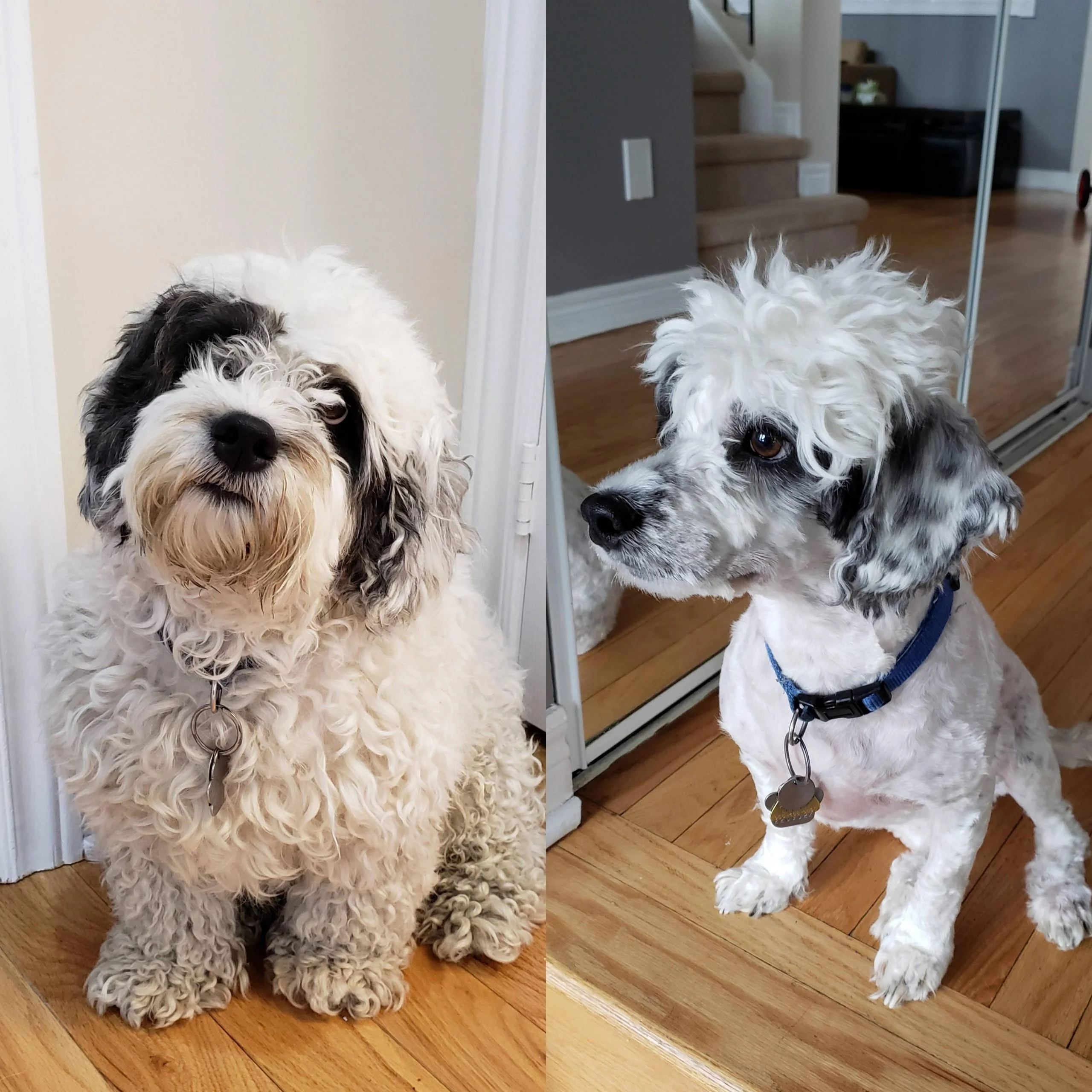 Un mal dia de corte de pelo en casa