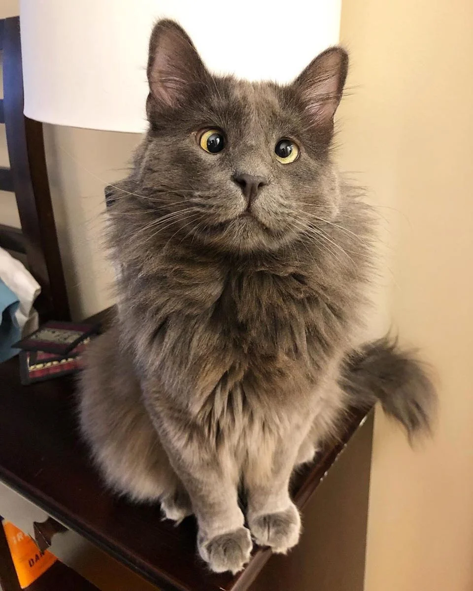 Adorable gato con estrabismo