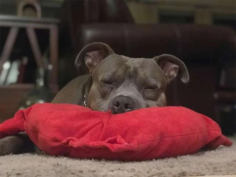 Almohada favorita perro