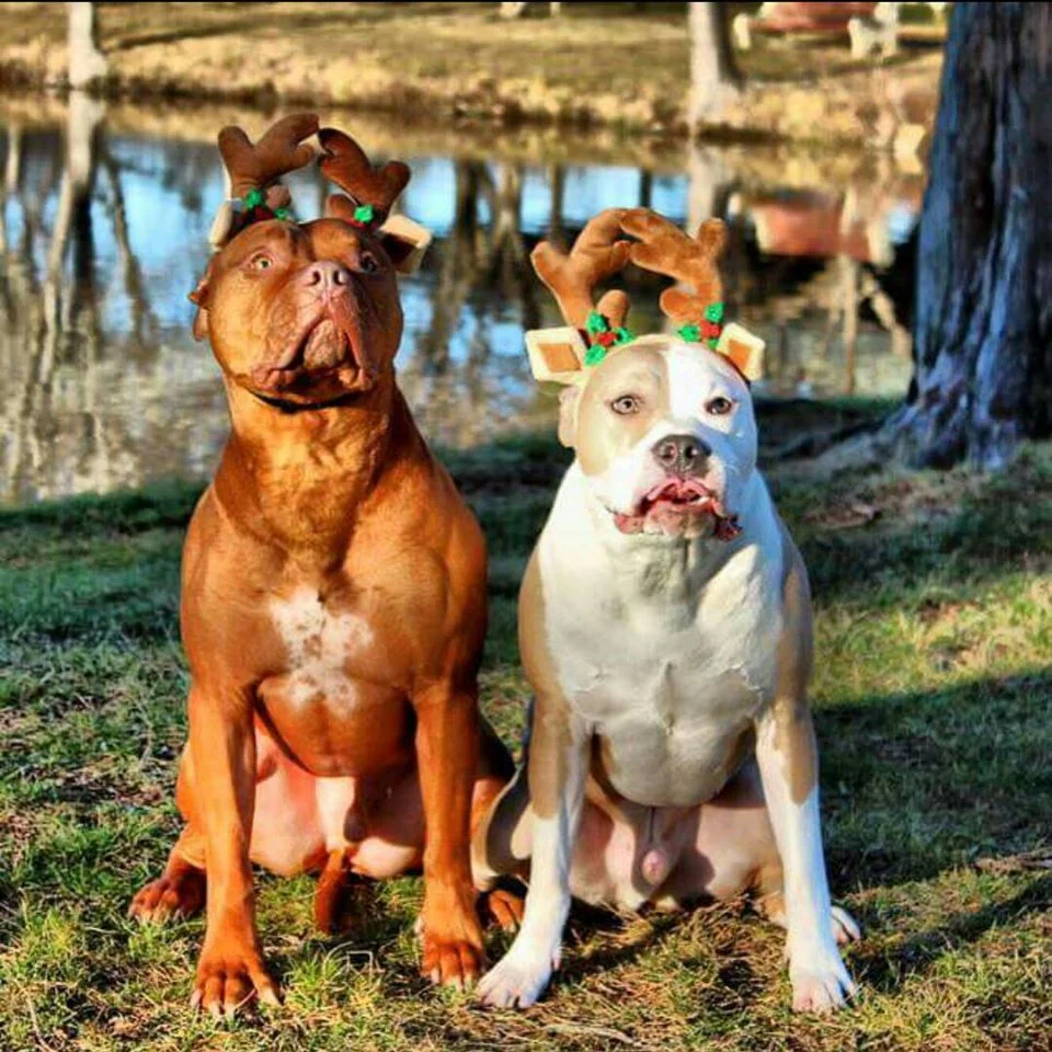 Amigos inseparables