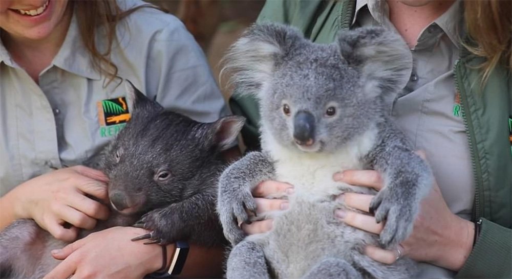 Amistad Koala y Wombat
