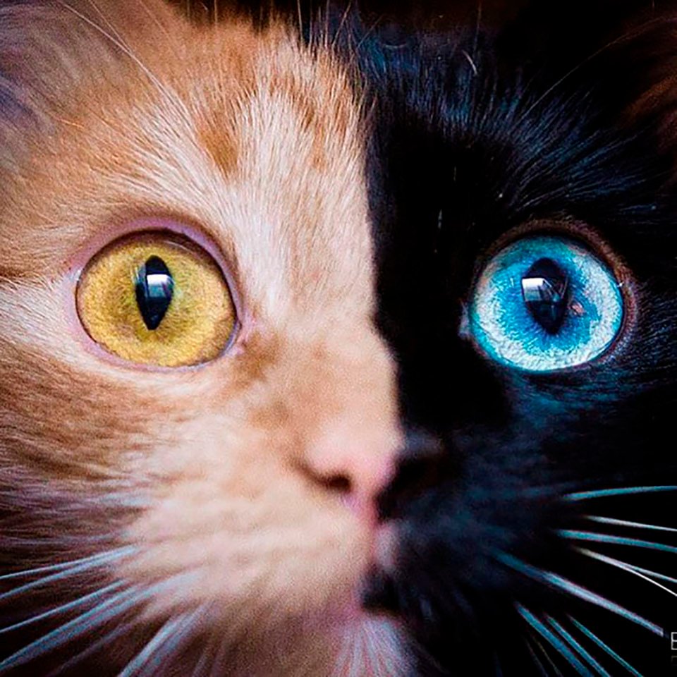 Bello rostro gato quimera