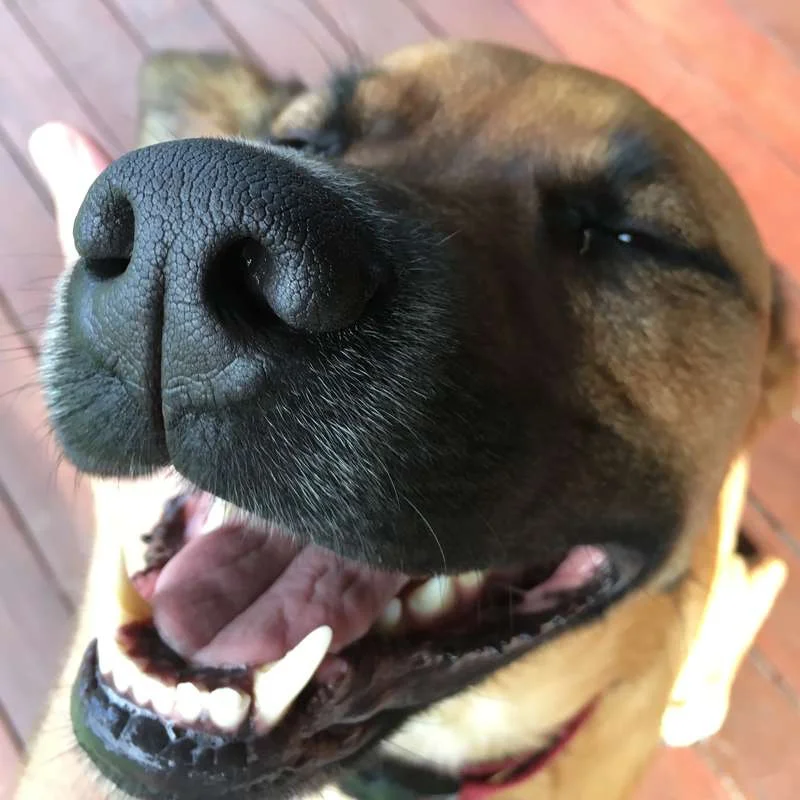 Bonnie empacó juguete