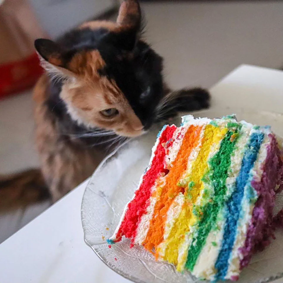 Comiendo pastel de colores Comiendo pastel de colores