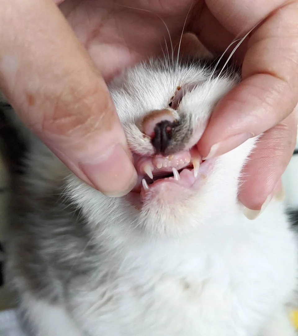 Dientes de gato