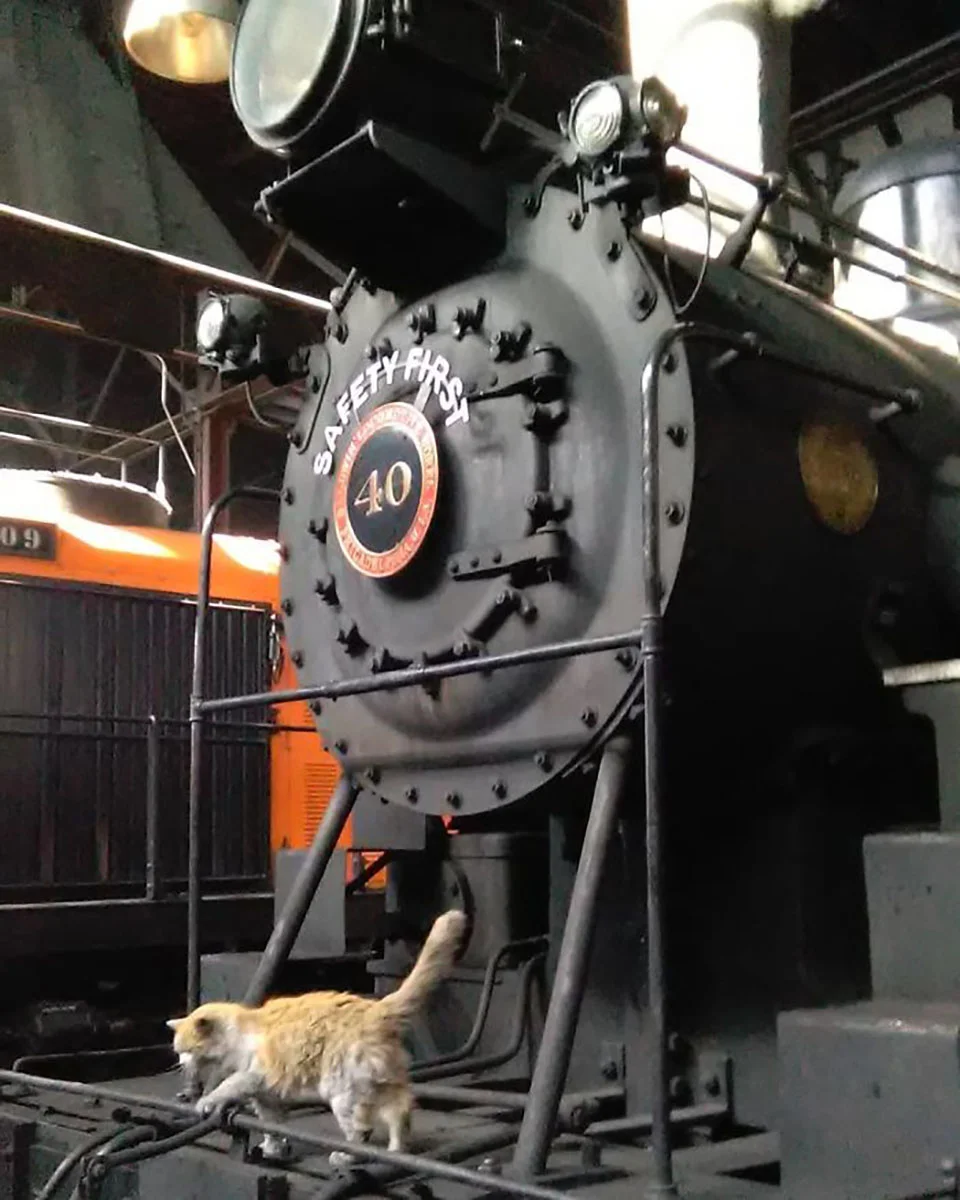 Dirt el gato del ferrocarril