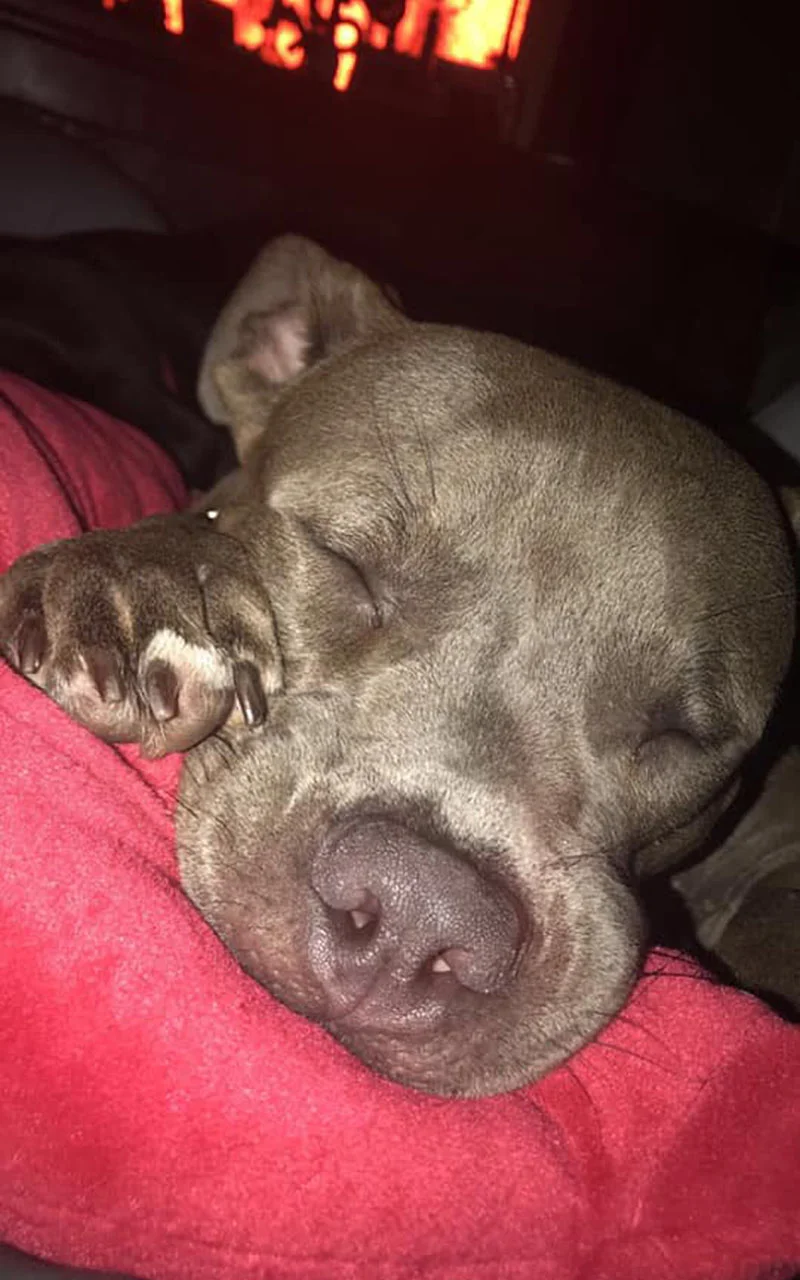Draco durmiendo