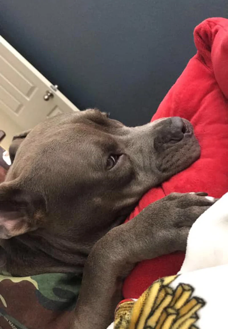 Draco y su cojín