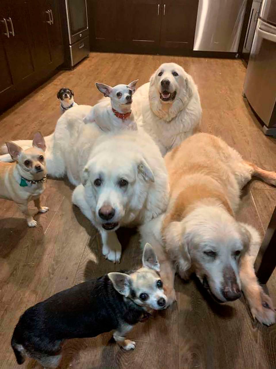 Familia de perritos