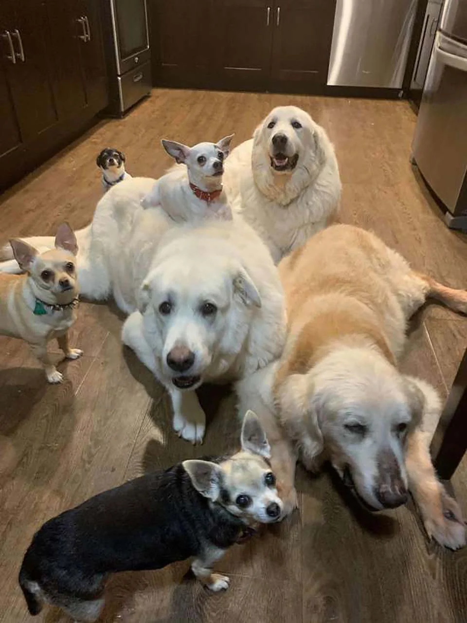 Familia de perritos