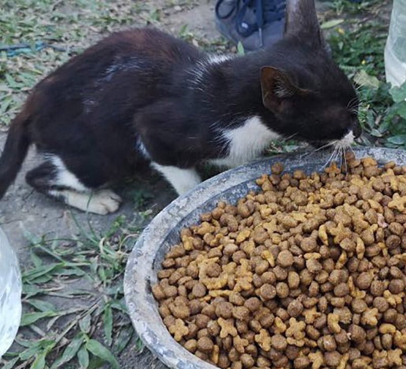 Felino alimentado