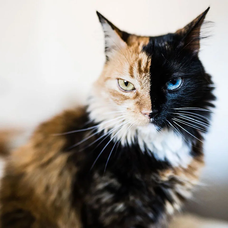 Gata de hermosa mirada Gata de hermosa mirada