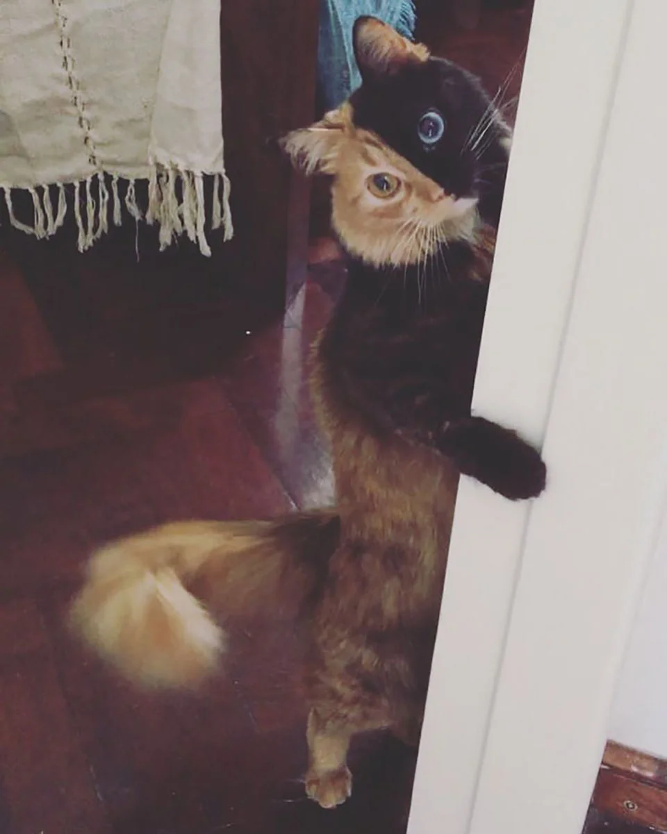 Gata quimera de pie Gata quimera de pie