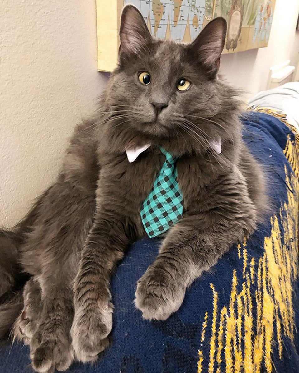 Gatito con corbata azul