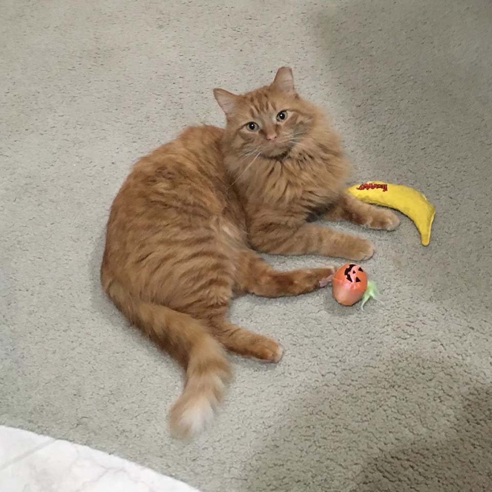 Gatito con sus juguetes