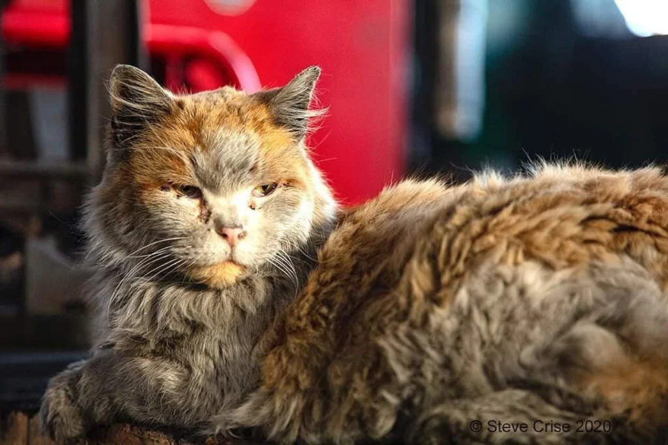 Gatito de apariencia sucia