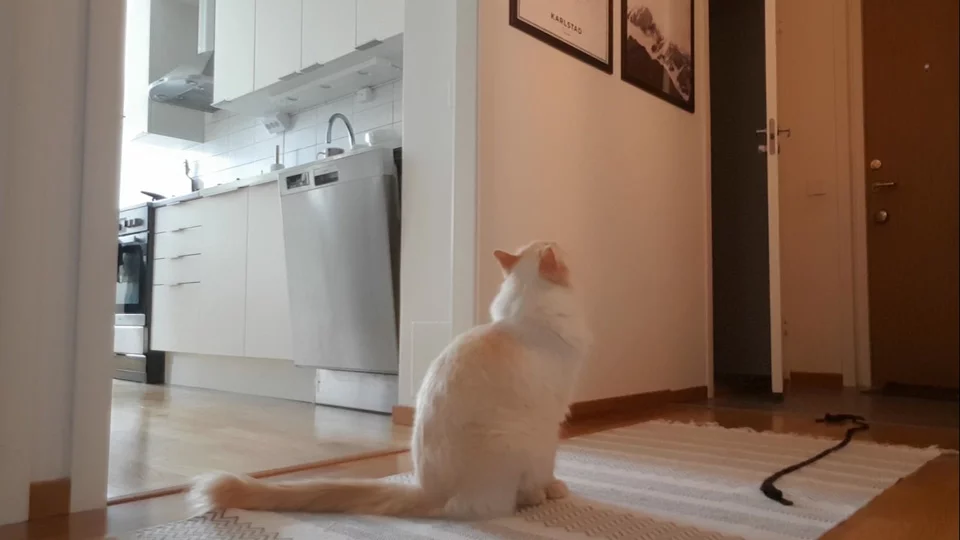 Gatito espera a su dueña