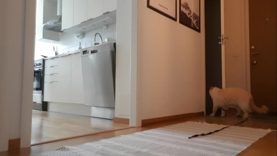 Gatito mira la puerta