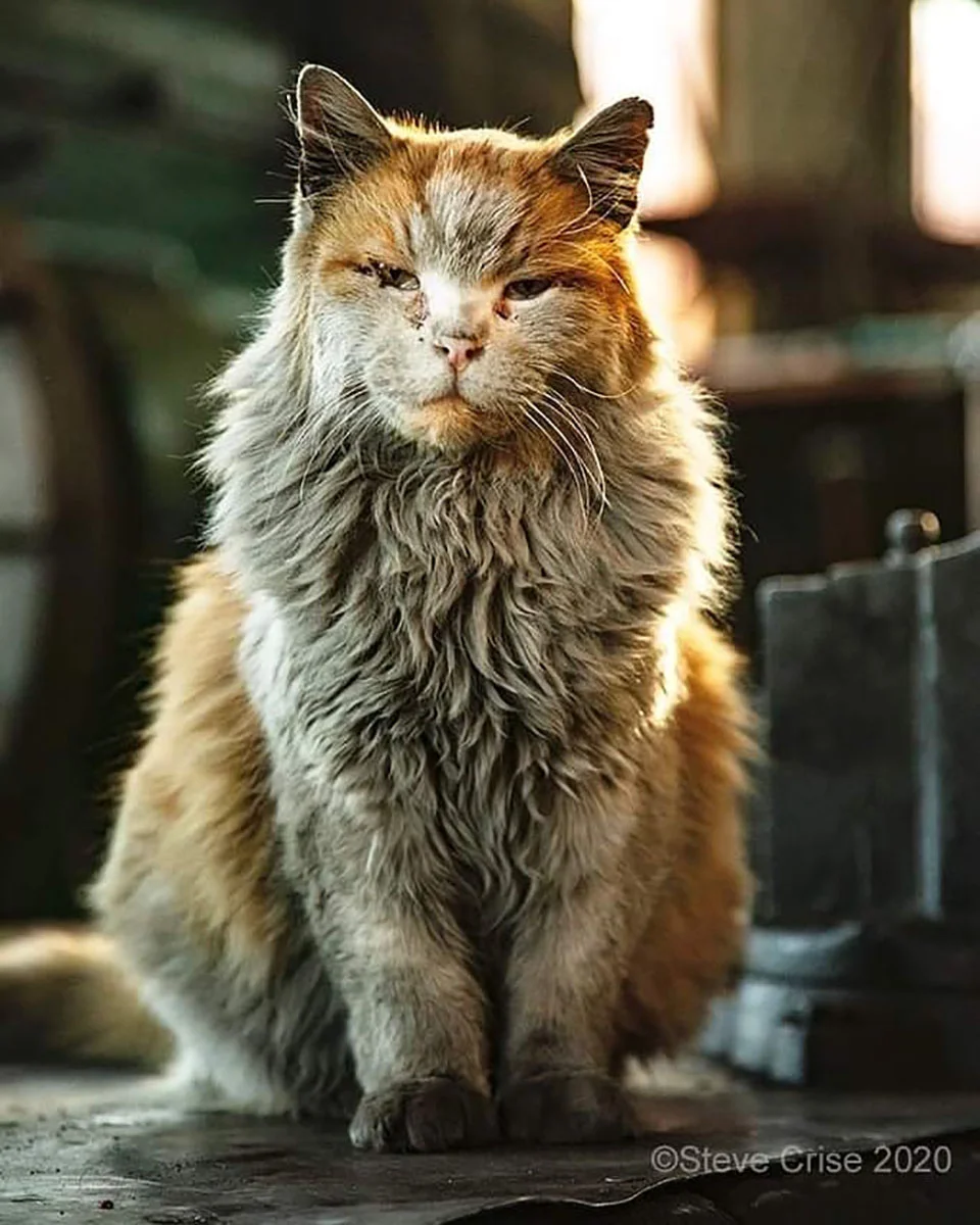 Gatito posando