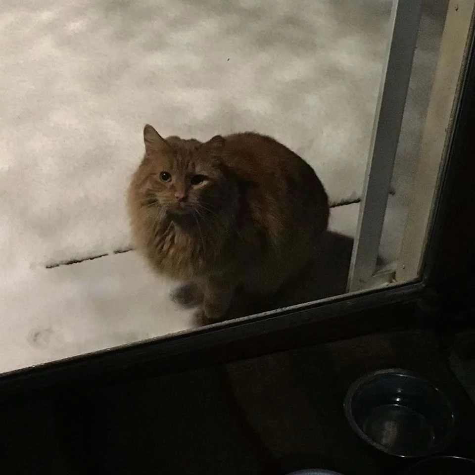 Gato a través de la ventana