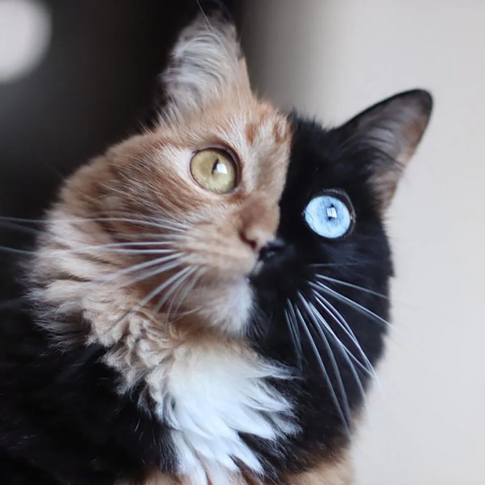 Gato de dos caras Gato de dos caras