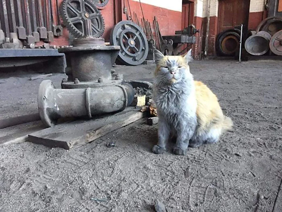 Gato del ferrocarril