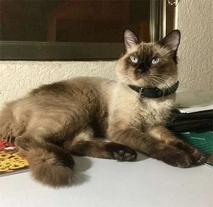 Gato doble vida