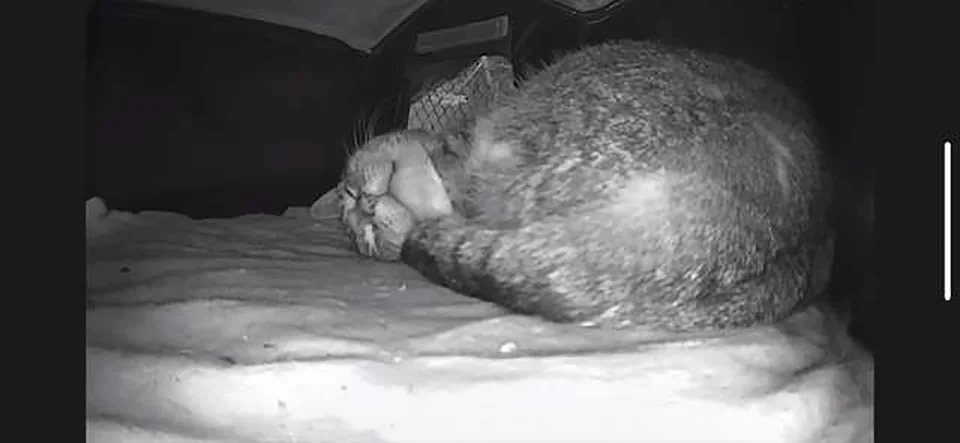 Gato duerme