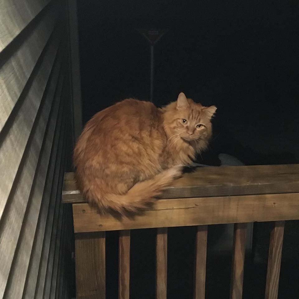 Gato en el balcón