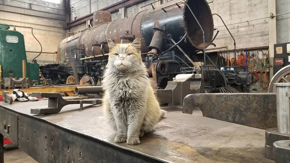 Gato en la mesa