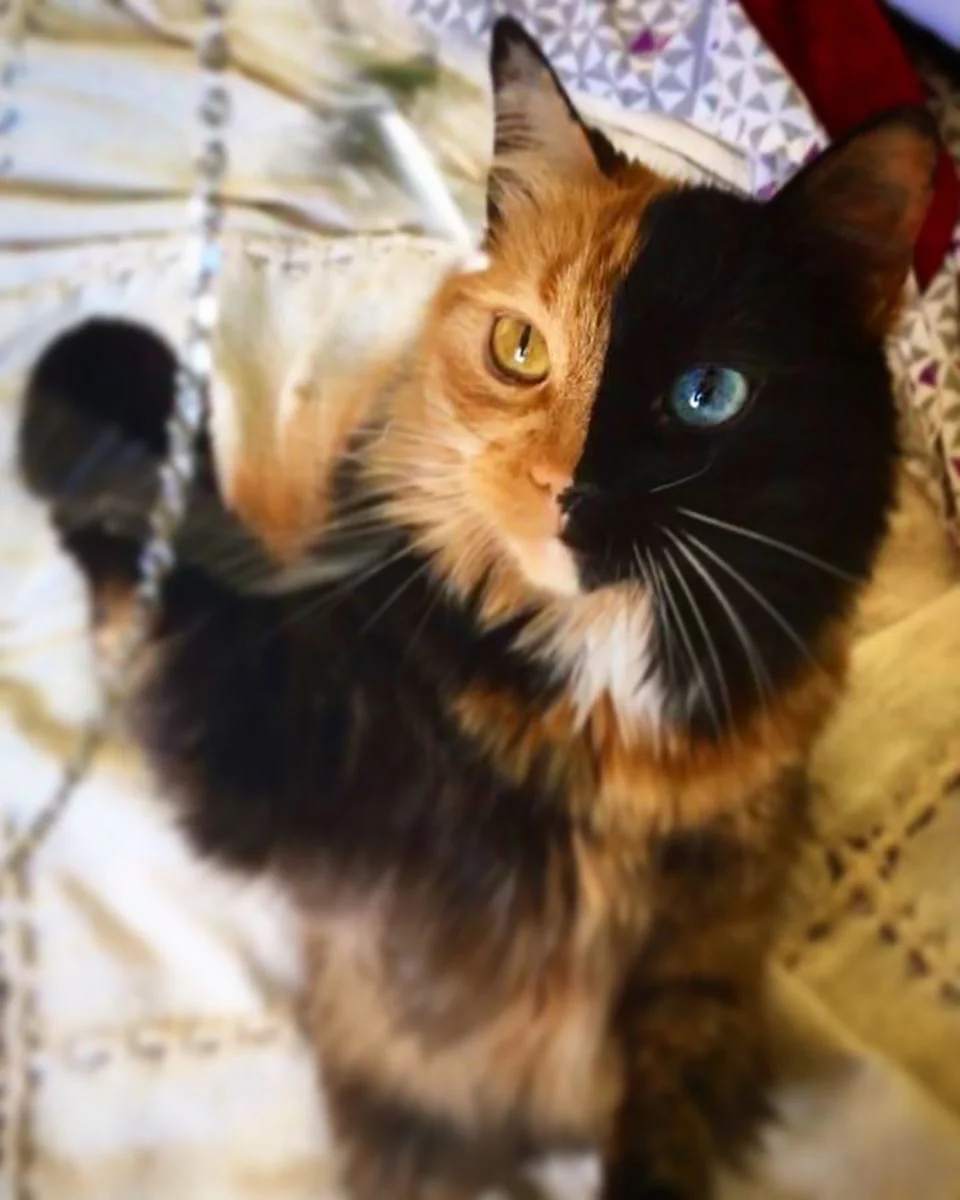 Gato jugando Gato jugando