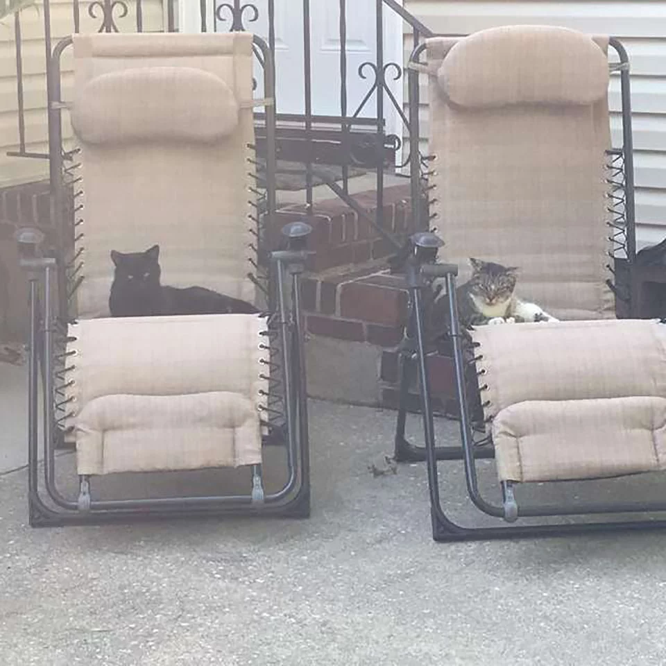 Gatos en las sillas del jardín