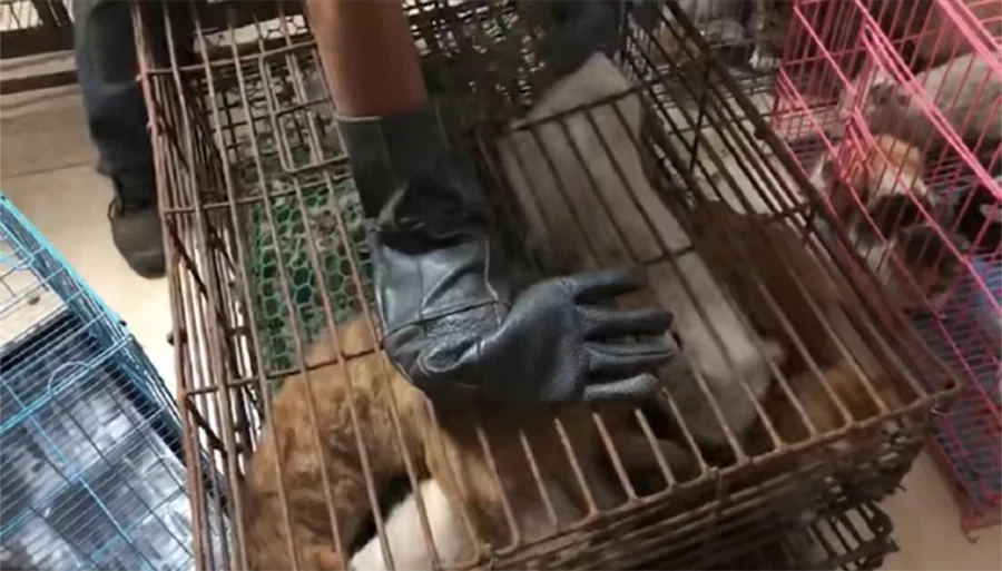 Gatos rescatados