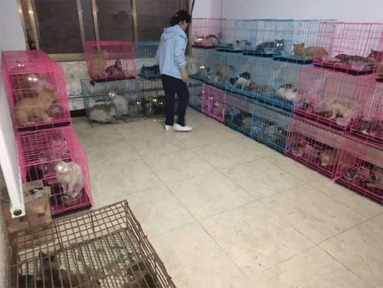 Gatos robados a salvo