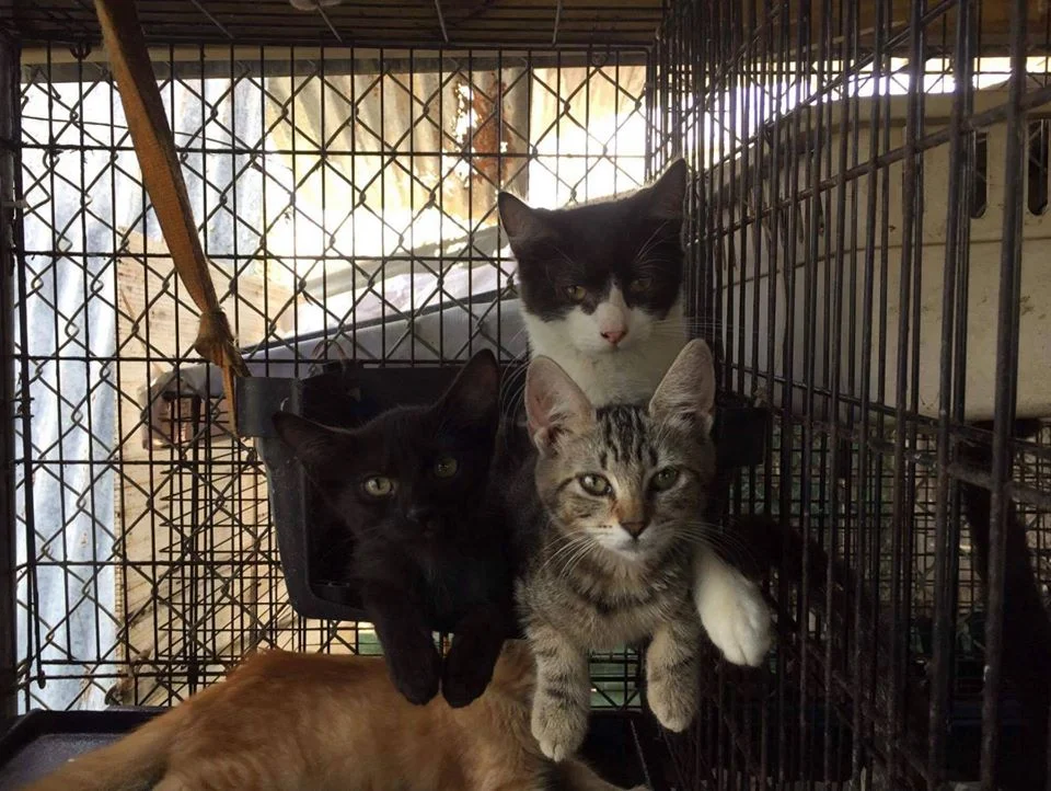 Gatos para consumo